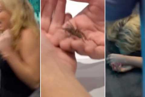 Australian Radio Host Collapses On Air After Facing Fear of Spiders