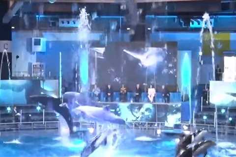 James Cameron Angers Animal Activists with Dolphin Show at 'Avatar 2' Promo