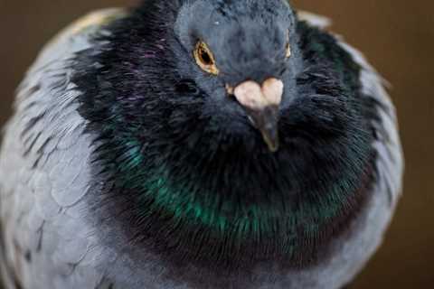 Pigeon Wearing Backpack Full of Meth Caught in Prison Yard