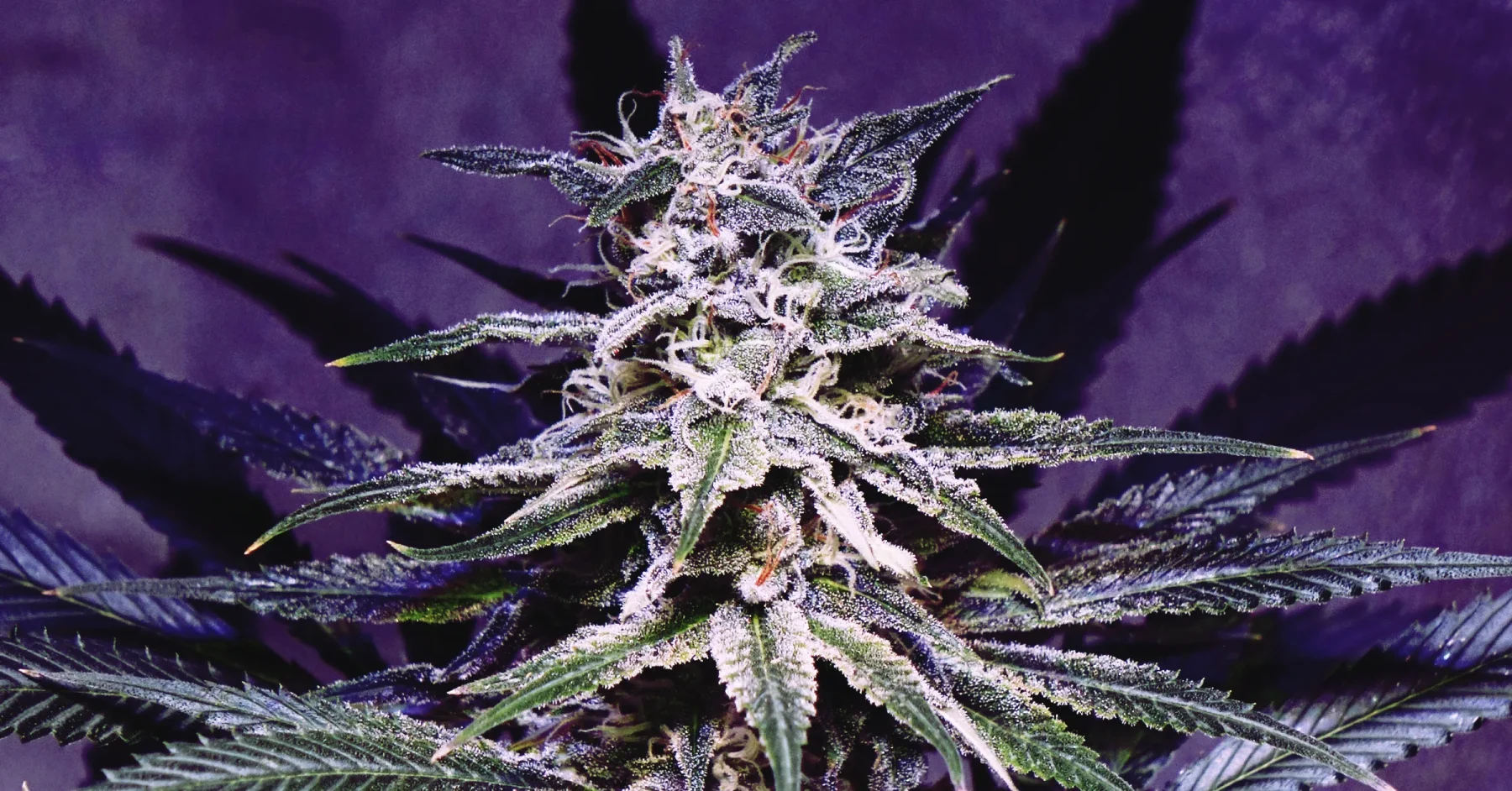 Strain Spotlight: Gummy Buns