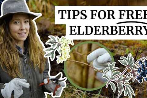 Do This NOW for FREE Elderberry Plants from your Cuttings