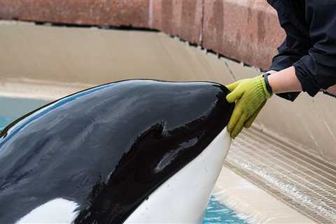 Kiska, 'The World's Loneliest' Orca Whale, Dies at Marineland