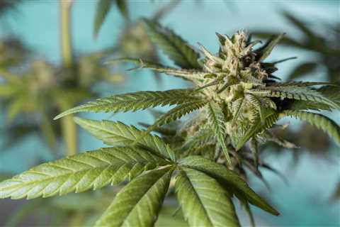 Exactly What Is A Dub Of Weed?