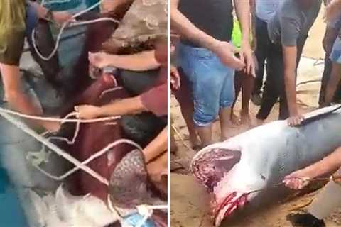 Authorities Capture and Kill Shark Responsible for Killing Man in Egypt Attack