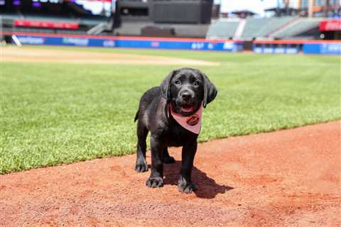 New York Mets’ newest addition to the roster is an 11-week-old puppy — and fans can name him