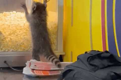 Raccoon crashes through ceiling in hilarious MLS press box scene