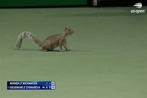 US Open comes to scurrying stop after squirrel finds way on court