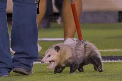 Angry Opossum Dragged Out Of Texas Tech-TCU Game After Running On Field