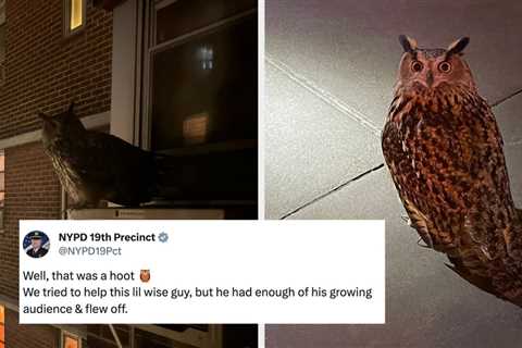 An Owl Named Flaco Escaped A NYC Zoo 8 Months Ago And Has Been Living Freely In The City Ever Since