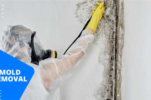 Top 5 Best Mold Remediation Brickell FL