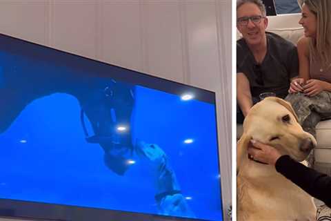 Kate Hudson & Goldie Hawn Celebrate Family Dog for Being in Super Bowl Ad