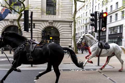 Bloody Horse On The Loose In London, Wild Ride of Chaos & Injuries