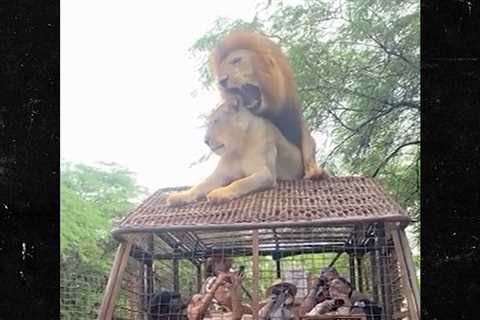 Lions Have Sex on Top of Safari Truck Full of People, Wild Video