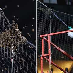 Dodgers Vs. Diamondbacks Game Delayed 2 Hours By Swarm Of Bees