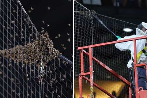 Dodgers Vs. Diamondbacks Game Delayed 2 Hours By Swarm Of Bees