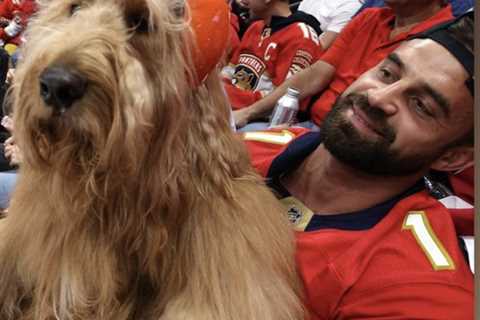 Fluffy dog with earmuffs steals the show at Game 7 of the Stanley Cup Final