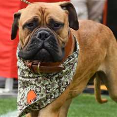 Cleveland Browns Mascot Swagger Jr. Dead At 5