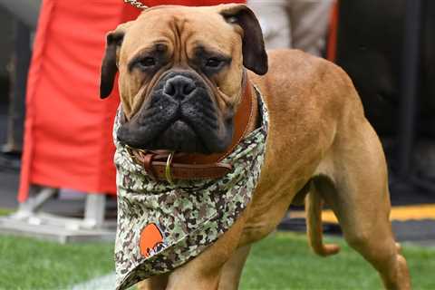 Cleveland Browns Mascot Swagger Jr. Dead At 5