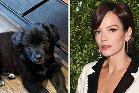 Lily Allen Admitted To Returning The Puppy She And David Harbour Adopted During COVID-19 After It..