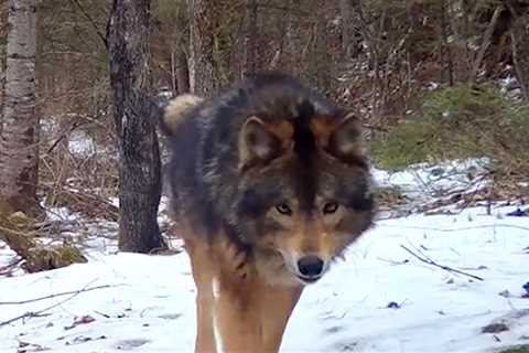 Mystery Beast in Minnesota Woods Leaves Experts Mystified