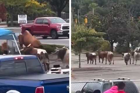 Bulls Escape Massachusetts Rodeo, Caught On Camera, 1 Still Missing