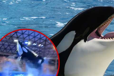 SeaWorld Killer Whale Poops, Splashes Crowd with Filthy Water