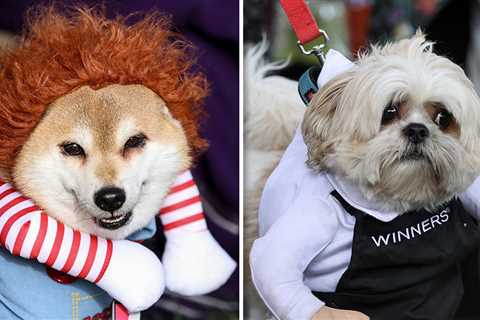 Dogs Show Off Halloween Costumes at Howl'oween Festival in Toronto