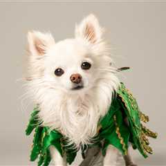 Mr. Piffles, Piff the Magic Dragon's Beloved Chihuahua, Dead at 16