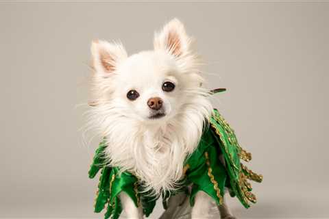 Mr. Piffles, Piff the Magic Dragon's Beloved Chihuahua, Dead at 16