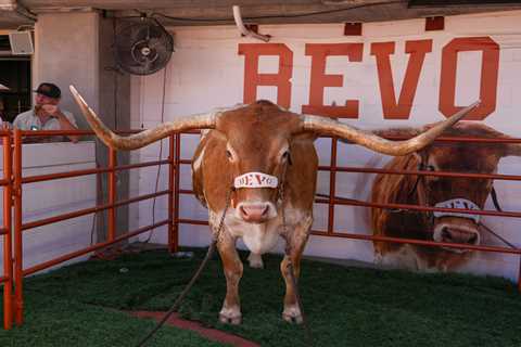 Why Texas’ longhorn mascot Bevo can’t attend SEC title game