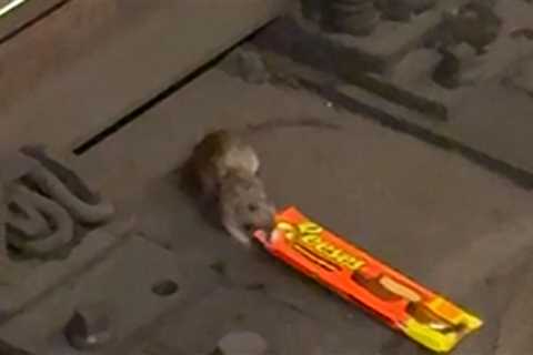 NYC Rat Filmed Dragging King-Size Reese's Cups Across Subway Tracks, on Video