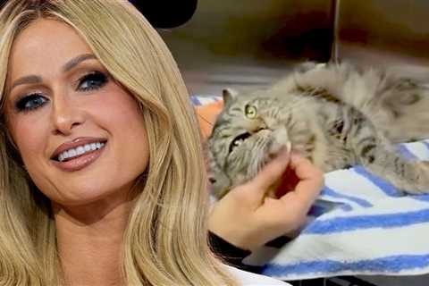 Paris Hilton Helps Reunite L.A. Wildfire Victims With Their Cat