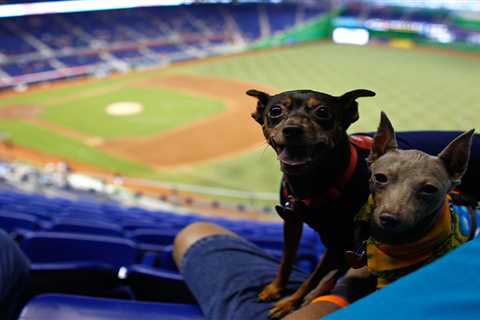 Marlins getting sued over dog urine in wild lawsuit