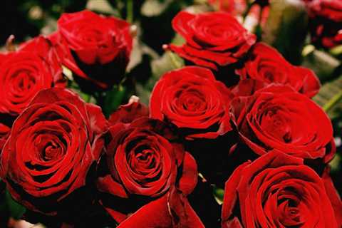 Last Minute Valentine’s Day Flower Deals for 2025