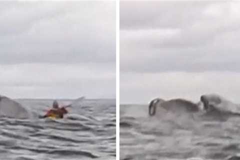Kayaker Swallowed Whole by Humpback Whale Off Coast, Caught on Camera