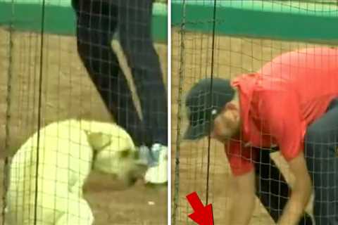 Minor League Official Scoops Up Bat Dog's Poop With Bare Hands