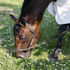Baeza looking to right a Kentucky Derby wrong by besting favorites at Belmont Stakes