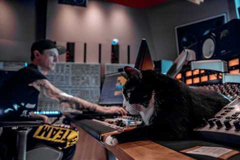 Deadmau5 on How His Cats Have Helped Him — Even If One Also Destroyed His Rare Art: ‘That’s the..