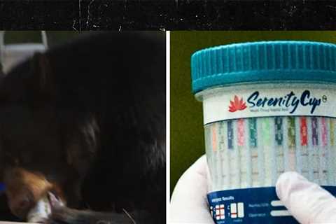 'Animals on Drugs' Trailer Shows Gators on Meth, Bears Drinking Beers