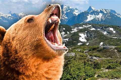 Grizzly Bear Mauls Students and Teachers Out for a Leisurely Hike