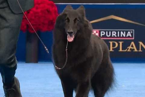 2025 National Dog Show Winner Announced, See Result & Pics