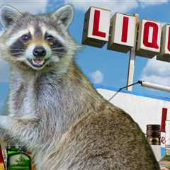 Drunken Racoon Apprehended After Ransacking Liquor Store, See The Photos