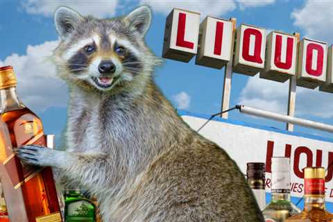 Drunken Racoon Apprehended After Ransacking Liquor Store, See The Photos