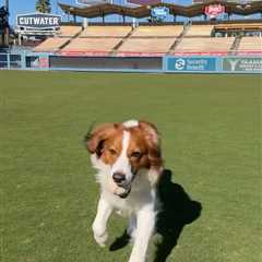 Shohei Ohtani and Decoy make an appearance at Dodger Stadium