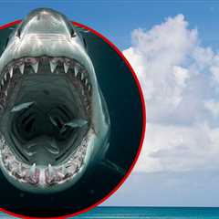 Woman Killed in Shark Attack in U.S. Virgin Islands