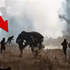 Killer Elephant Leaves 22 People Dead Over 10 Days in India, Still At Large