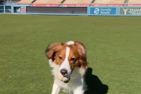Shohei Ohtani and Decoy make an appearance at Dodger Stadium