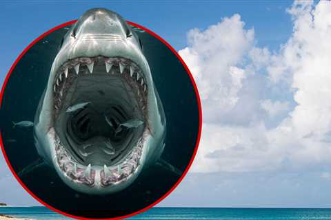 Woman Killed in Shark Attack in U.S. Virgin Islands