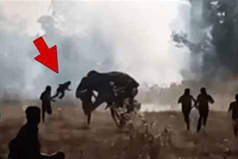 Killer Elephant Leaves 22 People Dead Over 10 Days in India, Still At Large