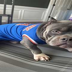 Dogs named Brunson are ready to watch the Eastern Conference finals with their Knicks superfan..